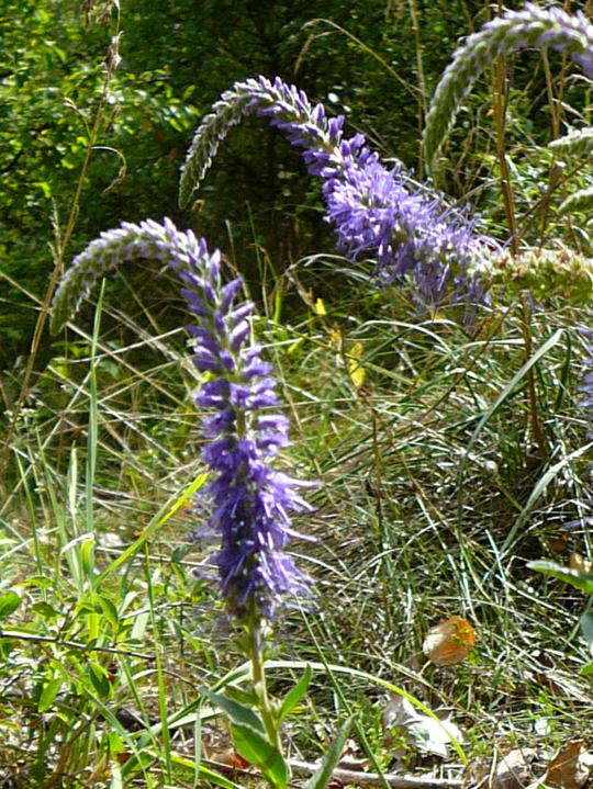 hren-Blauweiderich - Pseudolysimachium spicata