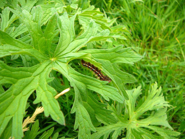 Ampfereule - Acronicta rumicis 