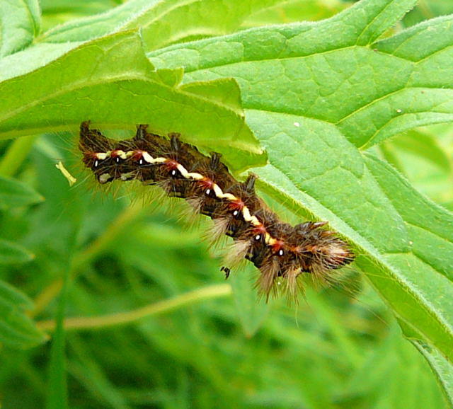 Ampfereule - Acronicta rumicis 