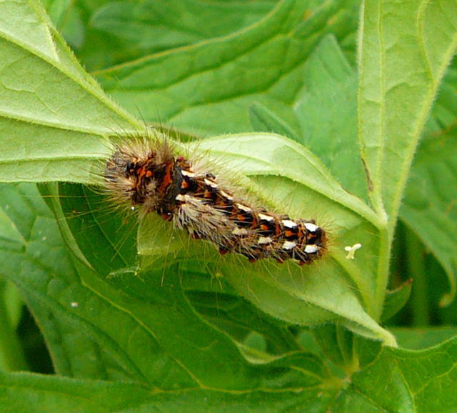 Ampfereule - Acronicta rumicis 