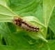 Ampfereule - Acronicta rumicis 