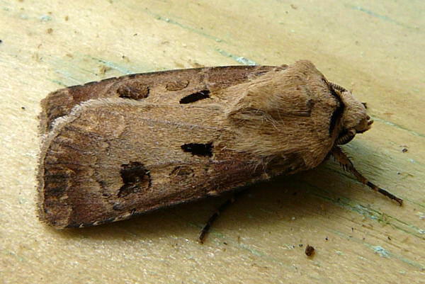 Ausrufungszeichen (Gemeine Graseule) - Agrotis exclamationis 