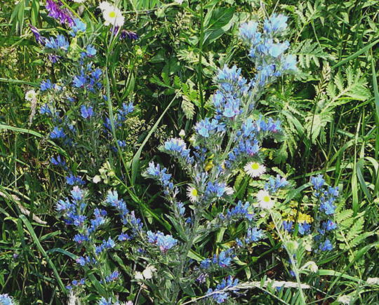 Gemeiner Natternkopf - Echium vulgare