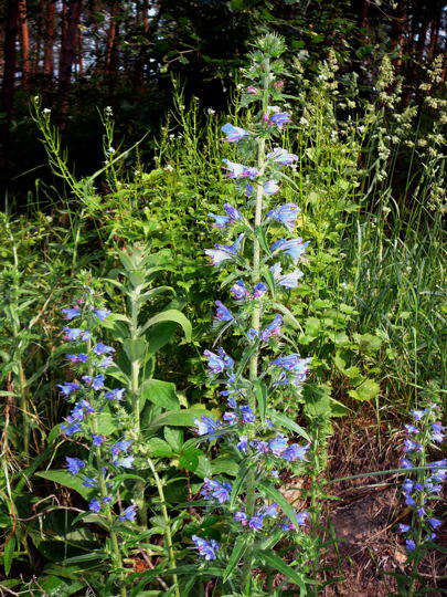 Gemeiner Natternkopf - Echium vulgare