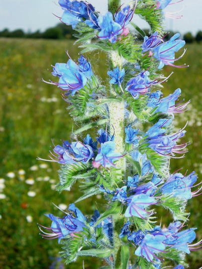 Gemeiner Natternkopf - Echium vulgare