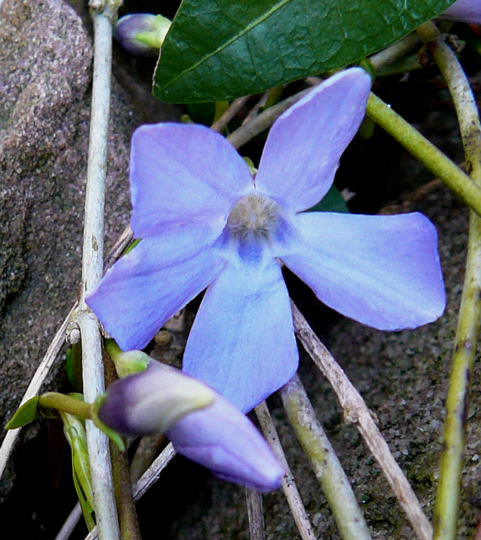 Kleines Immergrn - Vinca minor