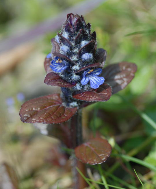 Kriechender Gnsel - Ajuga reptans