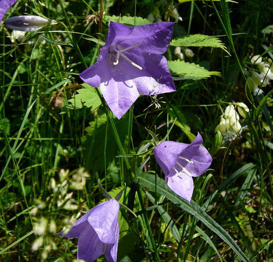 Pfirsichblttrige Glockenblume - Campanula persicifolia