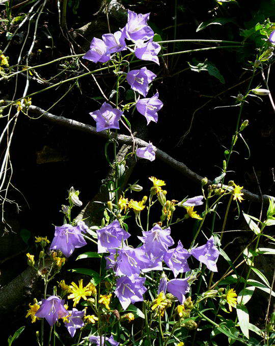 Pfirsichblttrige Glockenblume - Campanula persicifolia