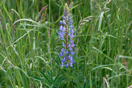 Schmalblttrige Lupine - Lupinus angustifolius