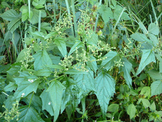 Bastard-Gnsefu - Chenopodium hybridum