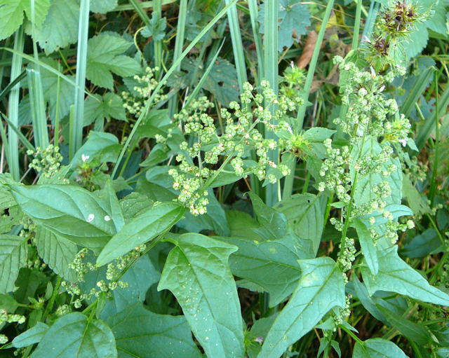 Bastard-Gnsefu - Chenopodium hybridum