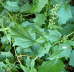 Bastard-Gänsefuß - Chenopodium hybridum