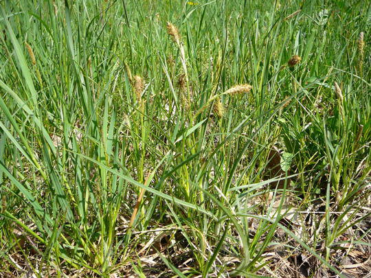 Behaarte Segge - Carex hirta