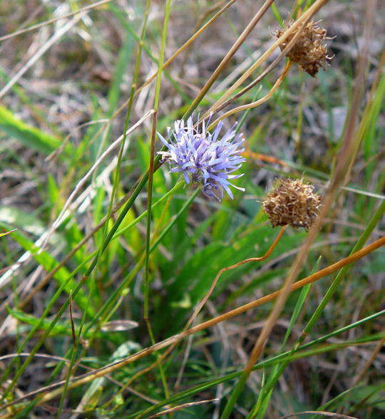 Berg-Sandglckchen (Jasione montana)