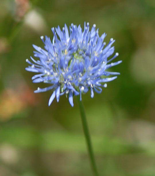 Berg-Sandglckchen (Jasione montana)