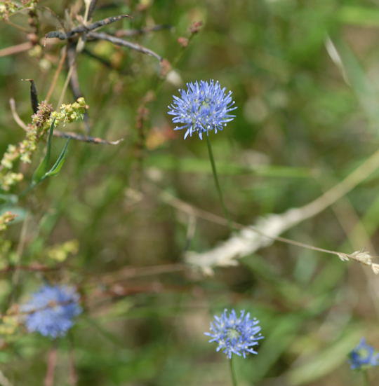 Berg-Sandglckchen (Jasione montana)