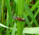 Blattwespe - Macrophya duodecimpunctata