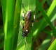 Blattwespe - Macrophya duodecimpunctata