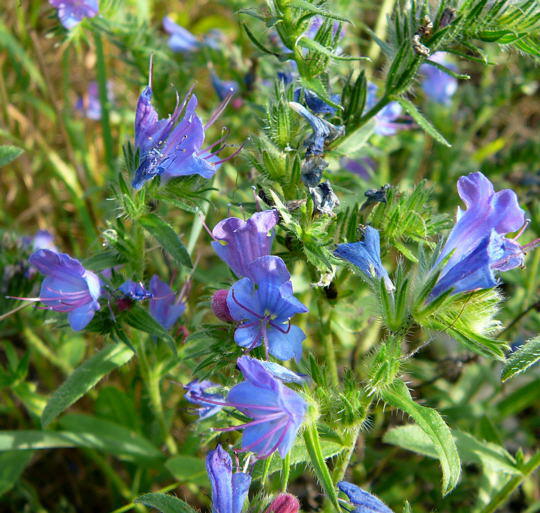 Gemeiner Natternkopf - Echium vulgare