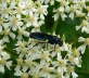 Blauschwarze Blattwespe - Arge gracilicornis