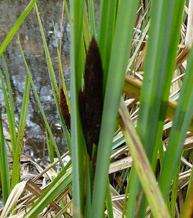 Sumpf-Segge - Carex acutiformis