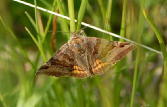 Braune Tageule 