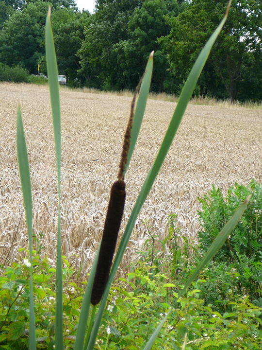 Breitblttriger Rohrkolben (Typha latifolia) 