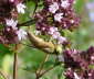 Bremse - Atylotus rusticus