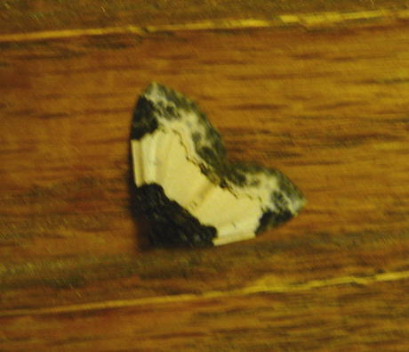 Brombeer-Blattspanner - Mesoleuca albicillata