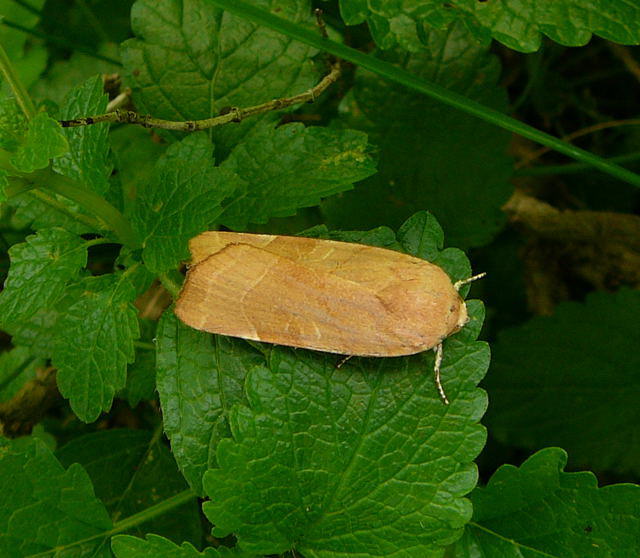 Bunte Bandeule - Noctua fimbriata