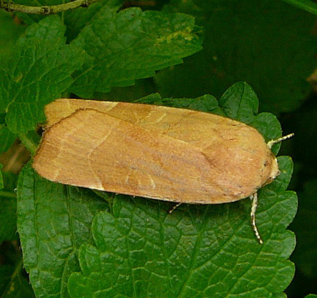 Bunte Bandeule - Noctua fimbriata