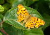 C-Falter - Polygonia c-album