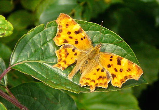 C-Falter - Polygonia c-album