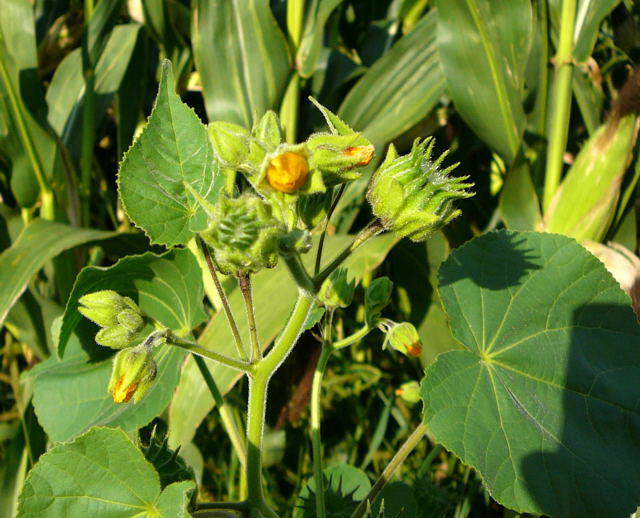 Chinesische Samtpappel - Abutilon theophrasti 