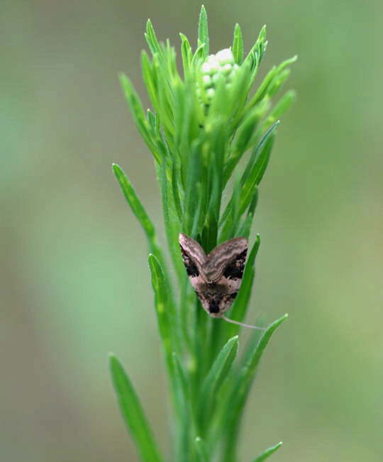 Dreieck-Grasmotteneulchen - Pseudeustrotia candidula