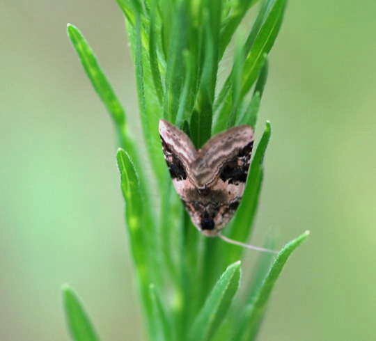 Dreieck-Grasmotteneulchen - Pseudeustrotia candidula