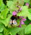 Dunkle Erdhummel - Bombus terrestris agg