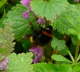 Dunkle Erdhummel - Bombus terrestris agg