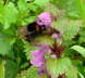 Dunkle Erdhummel - Bombus terrestris agg