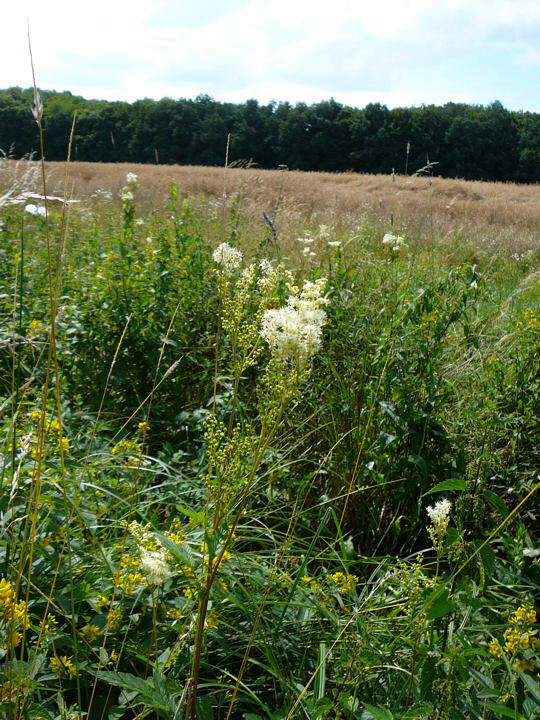 Echtes Mdes - Filipendula ulmaria