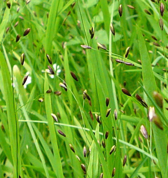 Einbltiges Perlgras - Melica uniflora