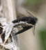 Wiesen-Sacktrger - Epichnopteryx plumella