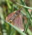 Evtl. Knterich-Purpurspanner - Lythria purpuraria cf.