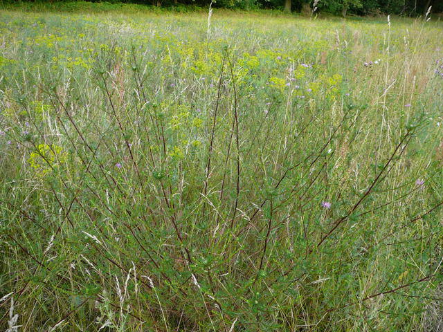 Feld-Beifu - Artemisia campestris