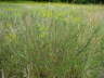 Feld-Beifu - Artemisia campestris