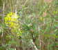 Feld-Beifuß - Artemisia campestris