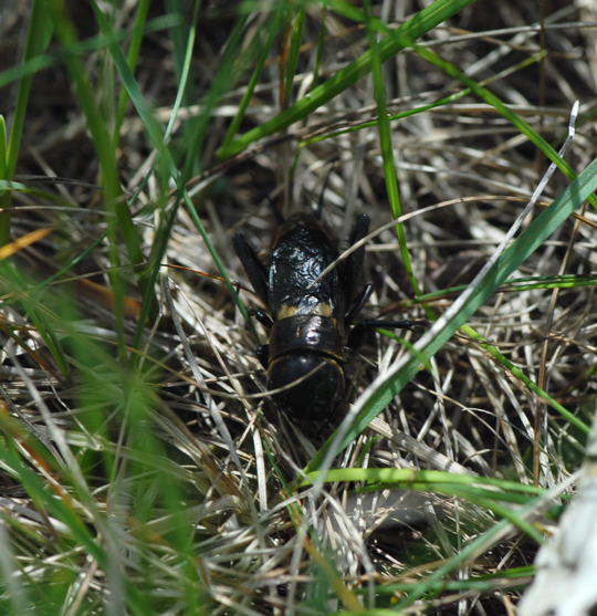 Feldgrille - Gryllus campestris