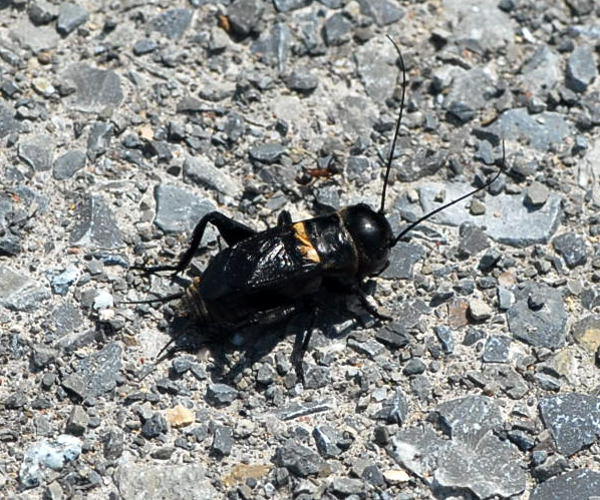 Feldgrille - Gryllus campestris