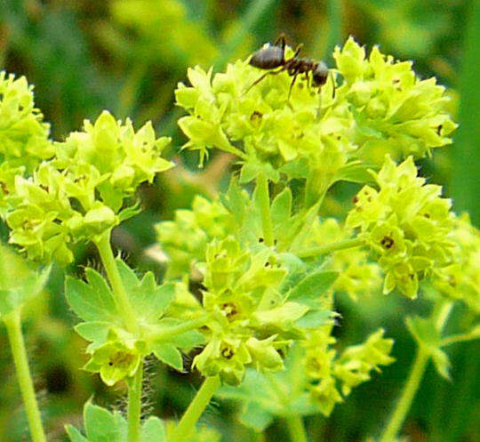 Bergwiesen-Frauenmantel - Alchemilla monticola 